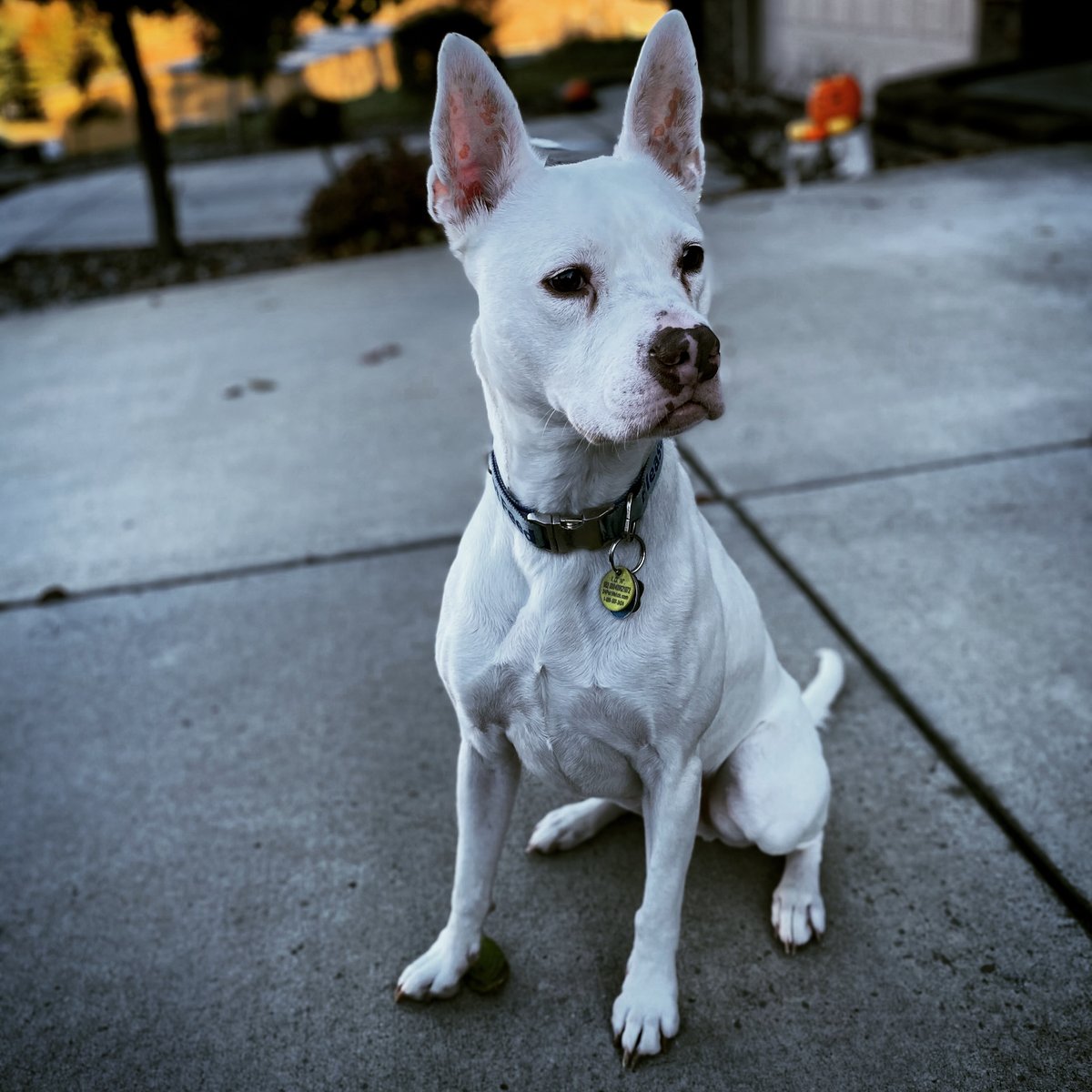 My dog's amazing vet Dr. Jillian Haines at <a href="/WSUvetmed/">WSUVETMED</a>  has revolutionized megaesophagus treatment after adopting her own ME dog,. As a fellow ME dog parent of Finn (👇), I'm grateful for her research bit.ly/41Z81dJ