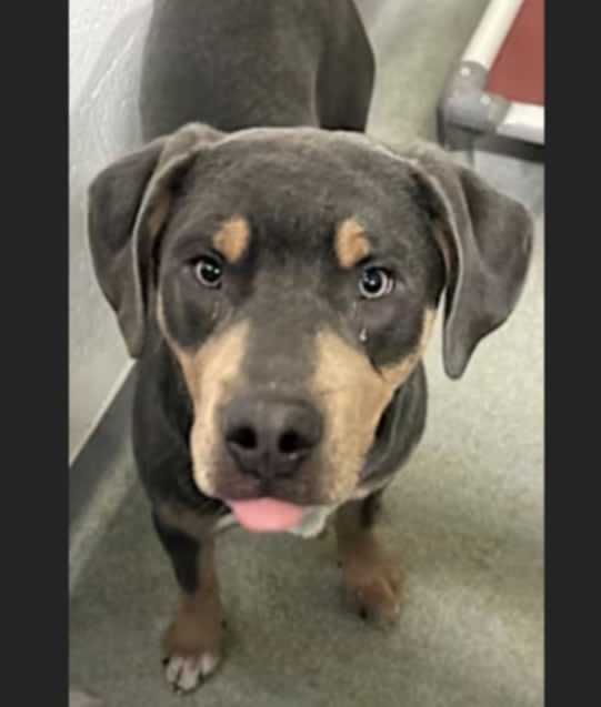 Pet of the Week, Val/Indy, a 1 yr old, neutered male American Pitbull Terrier mix. He is the sweetest boy who is good with other dogs and older children. Val/Indy enjoys laying around, but he also loves to play. He likes to go on car rides. To Adopt, contact RCACP at 540-344-4922