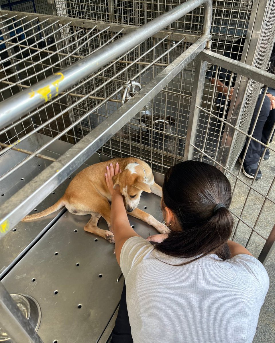 Stonehill_SIS's tweet image. A group of 8 students and 2 teachers visited the CUPA Trauma Center. Their visit was both heart warming and eye opening. They learned about the incredible work done for injured and rescued dogs, then rolled up their sleeves to clean kennels and help out.
#SISlearns #CUPAIndia