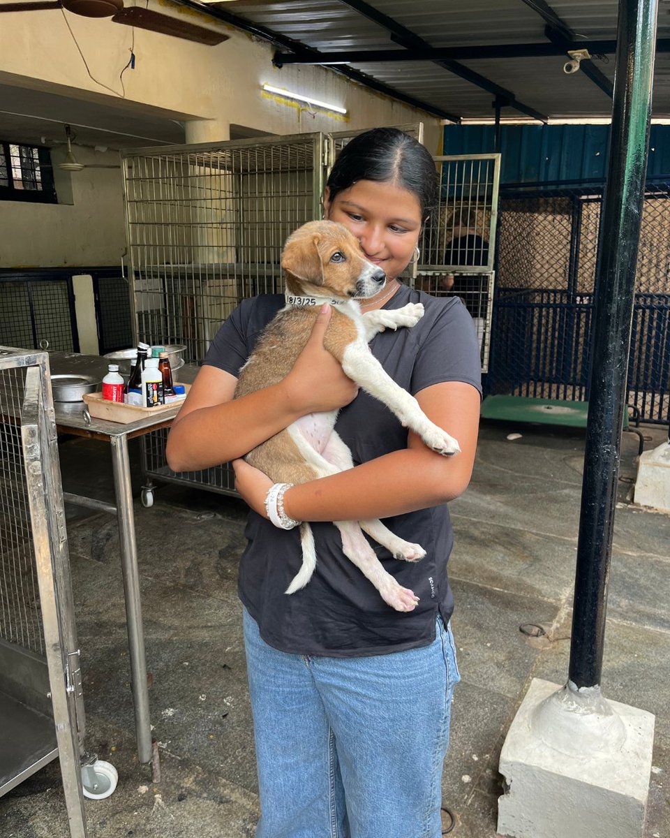 Stonehill_SIS's tweet image. A group of 8 students and 2 teachers visited the CUPA Trauma Center. Their visit was both heart warming and eye opening. They learned about the incredible work done for injured and rescued dogs, then rolled up their sleeves to clean kennels and help out.
#SISlearns #CUPAIndia