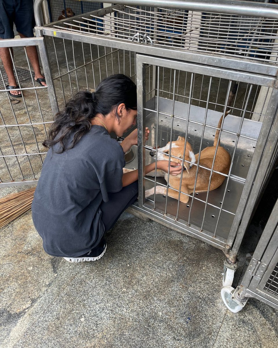 Stonehill_SIS's tweet image. A group of 8 students and 2 teachers visited the CUPA Trauma Center. Their visit was both heart warming and eye opening. They learned about the incredible work done for injured and rescued dogs, then rolled up their sleeves to clean kennels and help out.
#SISlearns #CUPAIndia