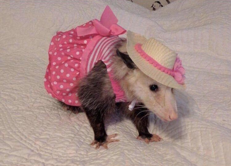 sliccmic's tweet image. getting excited because its almost time for me to say april showers bring may flowers