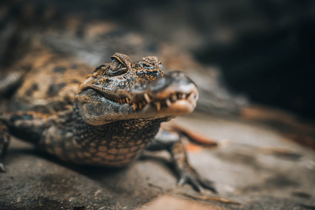 Plantasia6's tweet photo. 🦎 From #chameleons to #caimans, our #reptile family is full of amazing #adaptations! Some can change colour, some have armour-like scales, and some—like our #AsianWaterMonitor, are expert swimmers!
Bring your class to learn more 👉 https://t.co/fOjDlz2npQ https://t.co/iUW20wE2X6