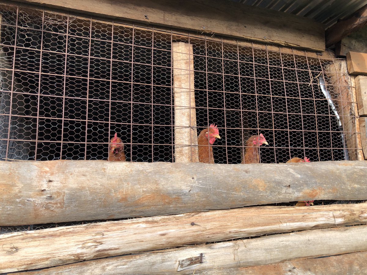 Meet our circular economy champions at Zaida's demo farm! 🐔 These chickens complete our waste-to-value cycle by:
1️⃣ Consuming our BSFL-based feed (made from agricultural waste)
2️⃣ Producing nutrient-rich manure
3️⃣ Which we compost into premium organic fertilizers for farmers.