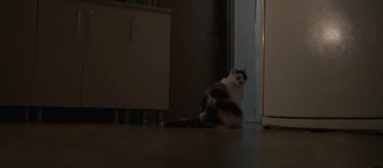zonbi5bloodbath's tweet photo. 『THE CAT』(短編24年YouTube)
外出する飼い主。部屋に残された1匹の猫が怪異に遭遇する……
部屋に何か居るけど気にしないニャン♪物。留守番する猫の前で怪現象が頻発します。オーブンの中から黒焦げの手が！ニャ〜ン♪ミニカーが独りでに動き出した！ニャ〜ン♪
無条件で激良作。だって可愛いから！ https://t.co/LQ2r1Otwas
