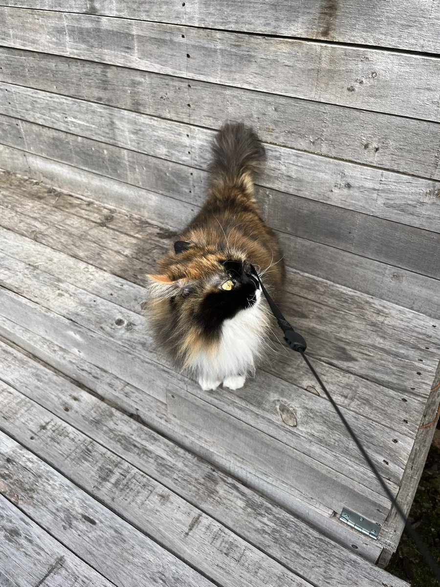 axelamrt's tweet photo. La neuille qu’elle pense être 😽 https://t.co/q24XJxItNb