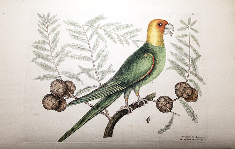 Mark Catesby was born #otd in 1683. We have his magnificent book "The natural history of Carolina, Florida and the Bahama Islands" (published between 1731-1743). Below is his engraving of the now extinct Carolina parakeet.
More about Catesby in our #blog: zsl.org/news-and-event…