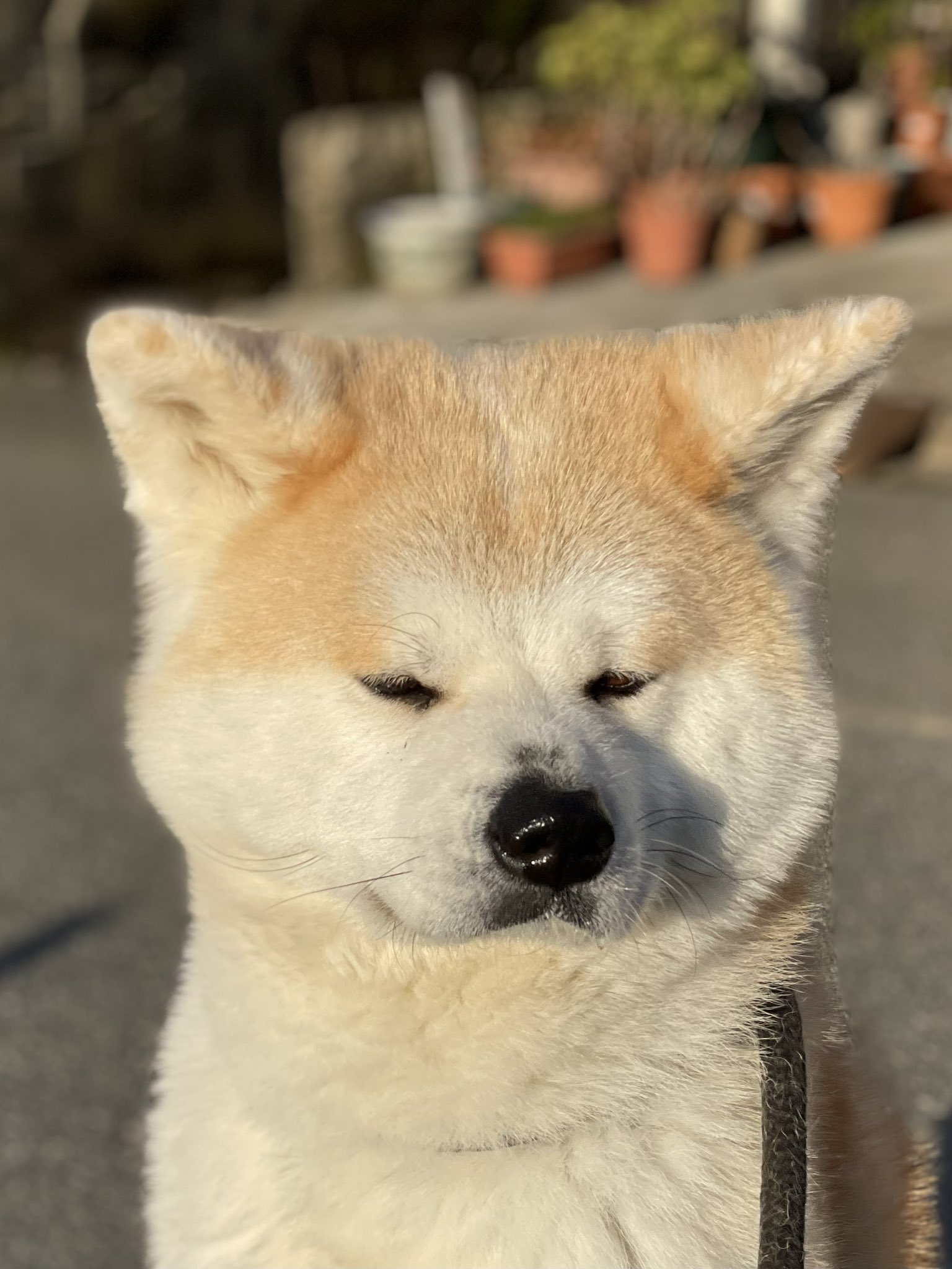 秋田犬 五元(イモト) on X: 