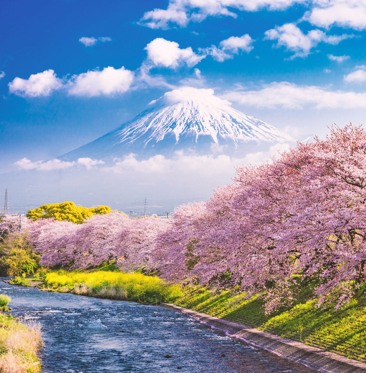mondoterremoti's tweet photo. Per celebrare l’arrivo della primavera non potevamo non deliziarvi con un’immagine della splendida fioritura dei ciliegi (Sakura) che ogni anno colora le pendici del Monte #Fuji, una delle icone più note del #Giappone. Ma qual è la sua storia e cosa lo ha reso così famoso? 1/7 🧵 https://t.co/Mx1LrrnfAw