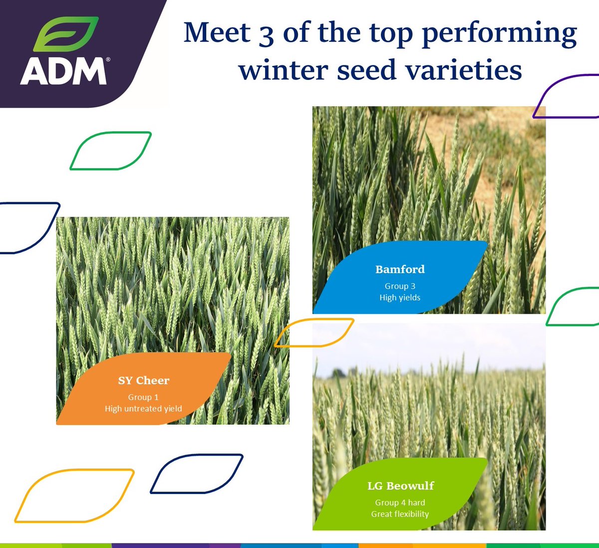 Top Performers on the AHDB Recommended List! 🌾

Meet the game-changing wheat varieties that made waves last year!

Which variety will you be growing this year? Let us know! 👇 

Browse our seed varieties on our website bit.ly/41RLMGq