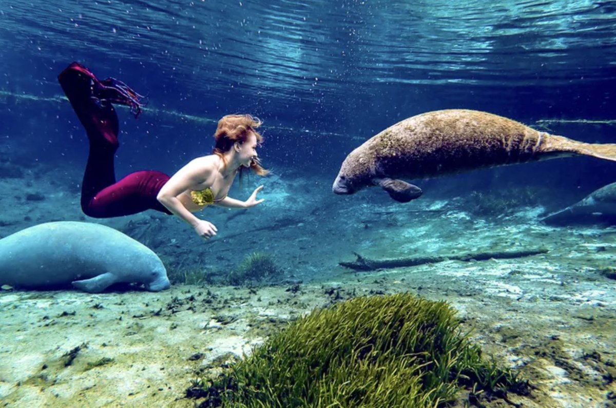 VisitorTollPass's tweet photo. Take a road trip using your #VisitorTollPass & discover Florida's magic.
Weeki Wachee Springs is a place where mermaids perform & manatees glide by. 🧜♀️
Save time + money on tolls as you explore #FLAdventureCoast.
🔗 https://t.co/xlM36F9aJQ
#ManateeMonday #WeekiWachee https://t.co/6jzwPjLdmG