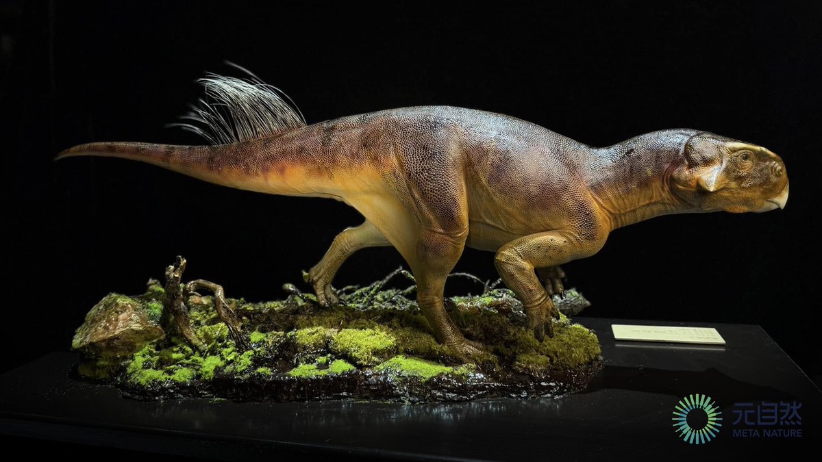 Lifesize of  Psittacosaurus meileyingensis