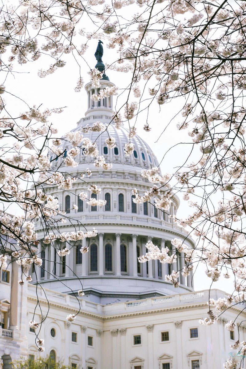 🌸 Cherry Blossom Countdown: 3…2…1! 🌸

The wait is almost over—D.C.’s cherry blossoms are set to reach peak bloom this week!

🚍 Get there stress-free with FlixBus &amp; enjoy a front-row seat to spring’s most beautiful display!

🎟️ Book now: flixbus.com/bus/washington…

#FlixBus
