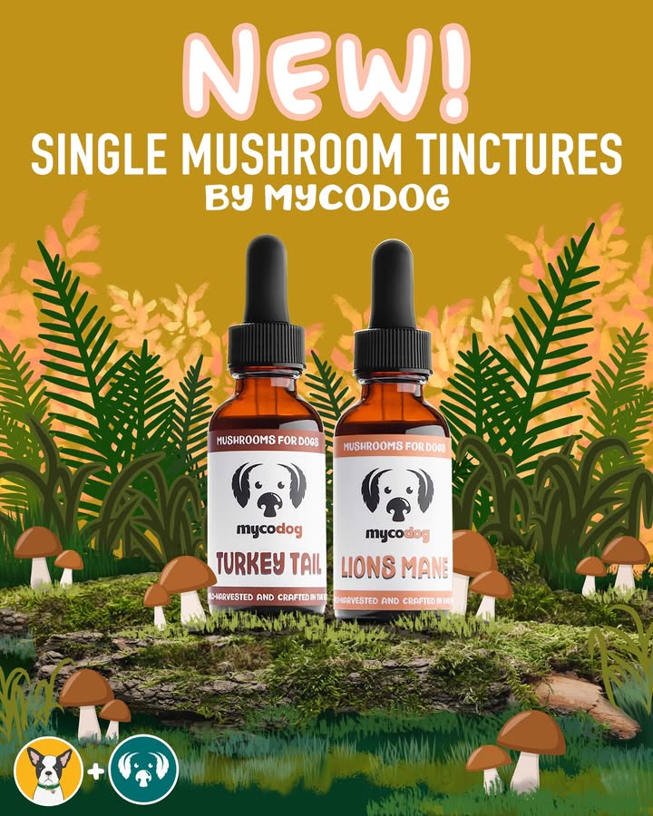 We’re thrilled to offer Turkey Tail and Lion’s Mane single-extract tinctures by MycoDog! 🎉 These powerhouse mushrooms are now available on their own, giving you even more flexibility to customize your pet’s wellness routine.

👉 Available now at cbddoghealth.com/mushrooms-for-…
