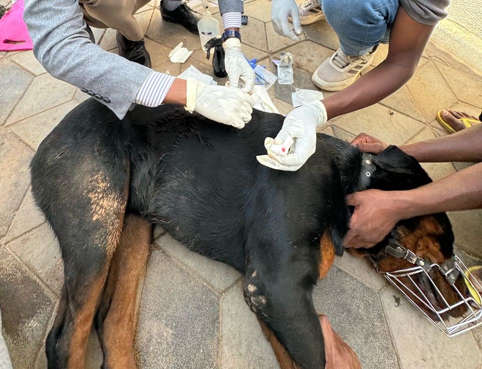 mobilevet_1's tweet photo. Today, we provided medical care for a dog that sustained a serious injury near its back after being attacked by a group of monkeys.If your dog or cat gets injured, don’t wait — call Veterinary Clinic / Dhakhtar Xayawaan for home-based treatment.
📞 +252 63 384036 | 📍 Hargeisa https://t.co/9jWdWu8C3T