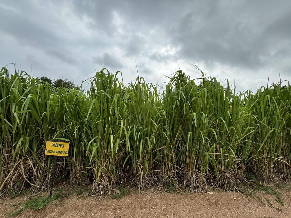 Vijay K Yadav (@drvijay777) on Twitter photo Guinea grass (Megathyrsus maximus Syn. Panicum maximum) wonderful grass of tropical region. Multi-cut, perennial and ability to grow under tree , low and high water conditions make perfect choice for livestock keepers and also for bio-energy <a href="/IcarIgfri/">ICAR - IGFRI, Jhansi</a> <a href="/IgfriS/">ICAR-IGFRI Srinagar Station</a> <a href="/icarindia/">Indian Council of Agricultural Research.</a> Guinea grass (Megathyrsus maximus Syn. Panicum maximum) wonderful grass of tropical region. Multi-cut, perennial and ability to grow under tree , low and high water conditions make perfect choice for livestock keepers and also for bio-energy <a href="/IcarIgfri/">ICAR - IGFRI, Jhansi</a> <a href="/IgfriS/">ICAR-IGFRI Srinagar Station</a> <a href="/icarindia/">Indian Council of Agricultural Research.</a>