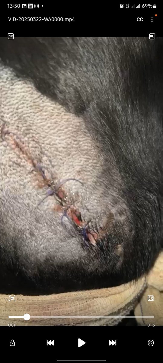 mobilevet_1's tweet photo. Today, we provided medical care for a dog that sustained a serious injury near its back after being attacked by a group of monkeys.If your dog or cat gets injured, don’t wait — call Veterinary Clinic / Dhakhtar Xayawaan for home-based treatment.
📞 +252 63 384036 | 📍 Hargeisa https://t.co/9jWdWu8C3T