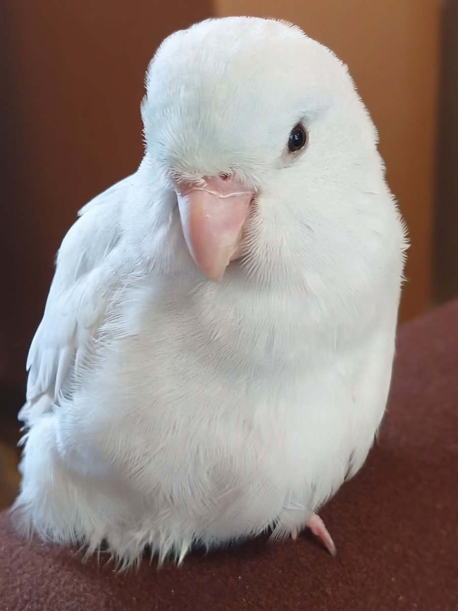 What a beautiful little bird. It's so fluffy and white.  Do you think it's a male or a female?  Parrots are so fascinating. They're incredibly intelligent animals, and they can live for a really long time.  Some species can even live up to 80 years. 🕊️