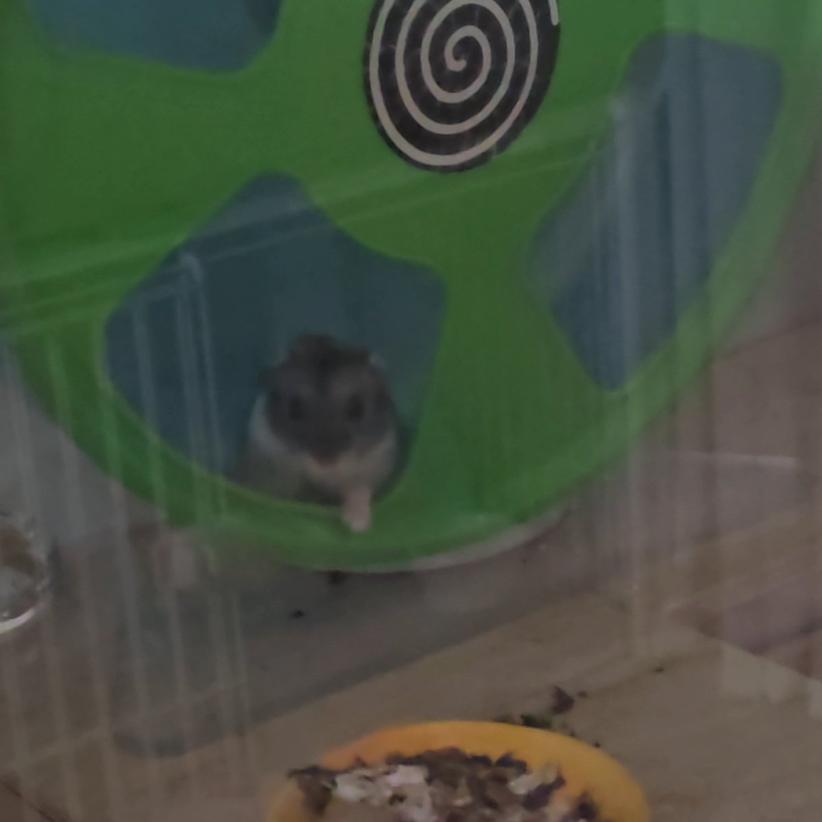 쳇바퀴를 돌리면서 자꾸 바깥을 내다봄