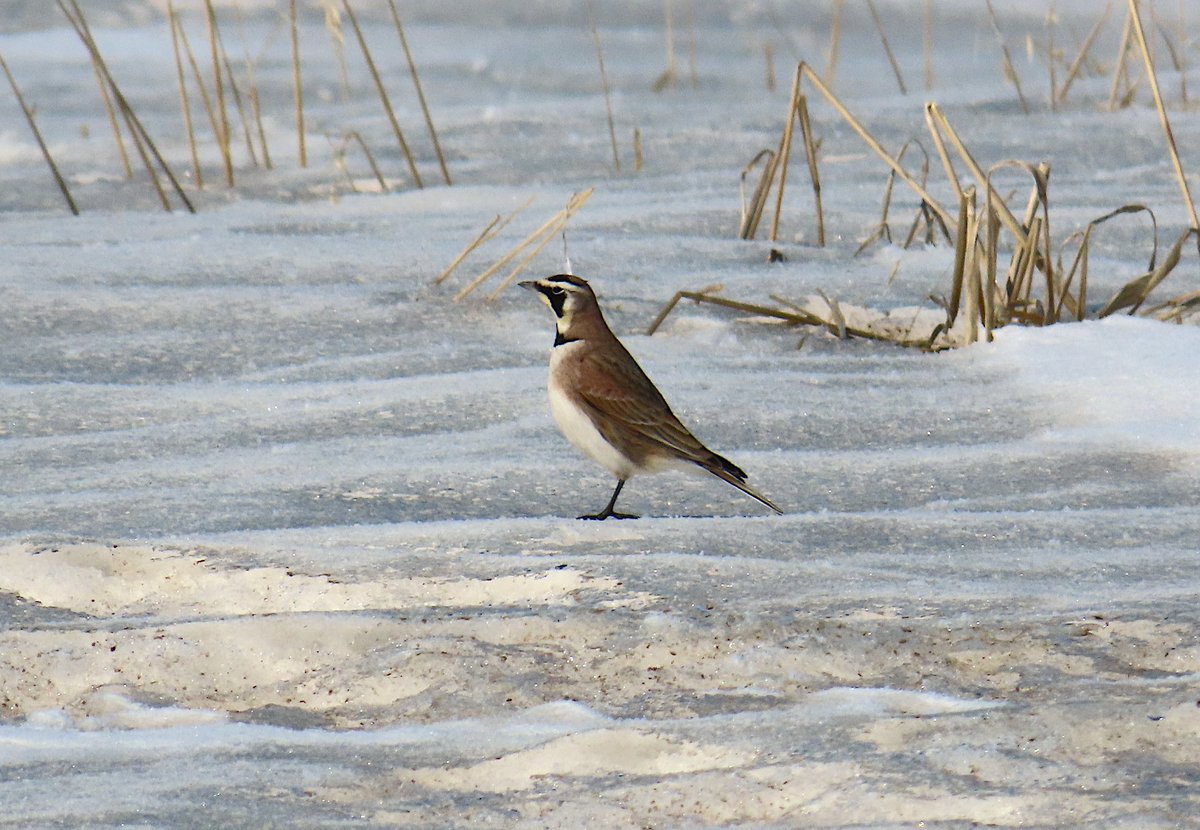 arrivedeh's tweet photo. First photo of a horned lark this year. Maybe a good sign that the snow will be gone soon.
#birdwatching #birding #HornedLark #larks #BirdsSeenIn2025 #birdphotography https://t.co/0e8Sh1ivA9