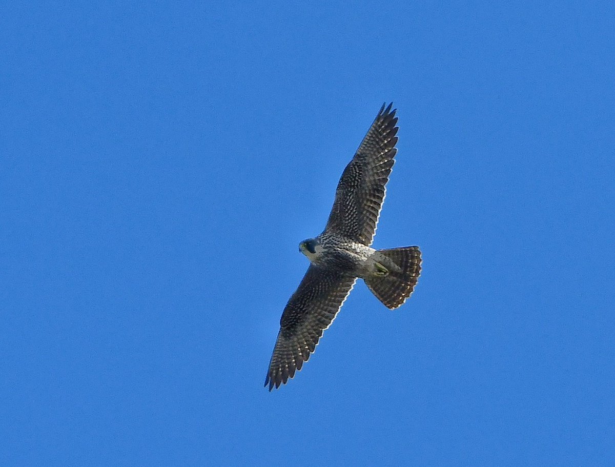Keith Davison (@badgeman49) on Twitter photo Peregrine on Teesside today <a href="/teesbirds1/">teesbirds</a> <a href="/DurhamBirdClub/">Durham Bird Club</a> <a href="/Natures_Voice/">RSPB</a> <a href="/bbcwildlifemag/">BBCWildlifeMagazine</a> <a href="/BBCSpringwatch/">BBC Springwatch</a> Peregrine on Teesside today <a href="/teesbirds1/">teesbirds</a> <a href="/DurhamBirdClub/">Durham Bird Club</a> <a href="/Natures_Voice/">RSPB</a> <a href="/bbcwildlifemag/">BBCWildlifeMagazine</a> <a href="/BBCSpringwatch/">BBC Springwatch</a>