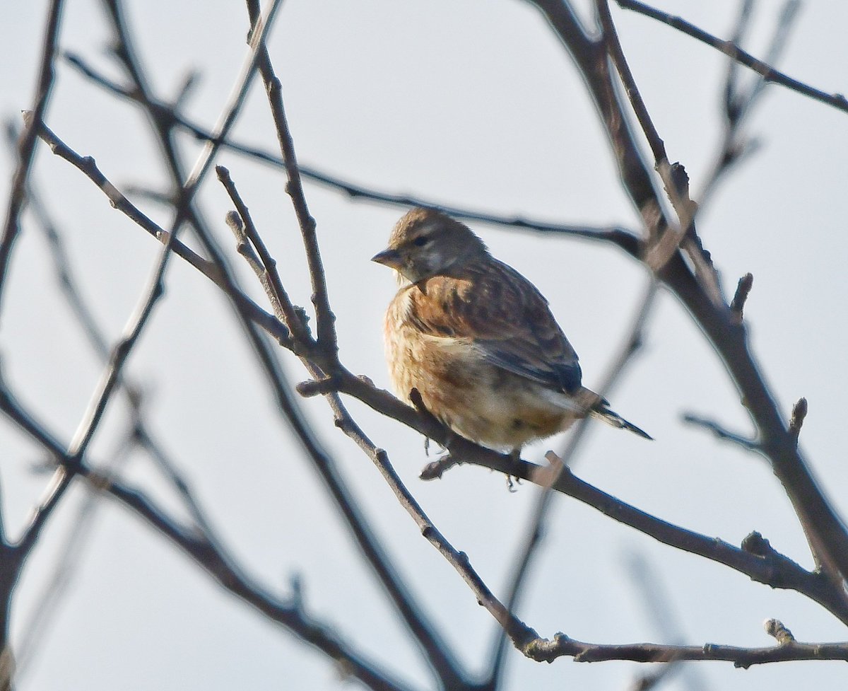 Keith Davison (@badgeman49) on Twitter photo Kestrel and Linnet on Teesside today <a href="/teesbirds1/">teesbirds</a> <a href="/DurhamBirdClub/">Durham Bird Club</a> <a href="/Natures_Voice/">RSPB</a> <a href="/bbcwildlifemag/">BBCWildlifeMagazine</a> <a href="/BBCSpringwatch/">BBC Springwatch</a> Kestrel and Linnet on Teesside today <a href="/teesbirds1/">teesbirds</a> <a href="/DurhamBirdClub/">Durham Bird Club</a> <a href="/Natures_Voice/">RSPB</a> <a href="/bbcwildlifemag/">BBCWildlifeMagazine</a> <a href="/BBCSpringwatch/">BBC Springwatch</a>