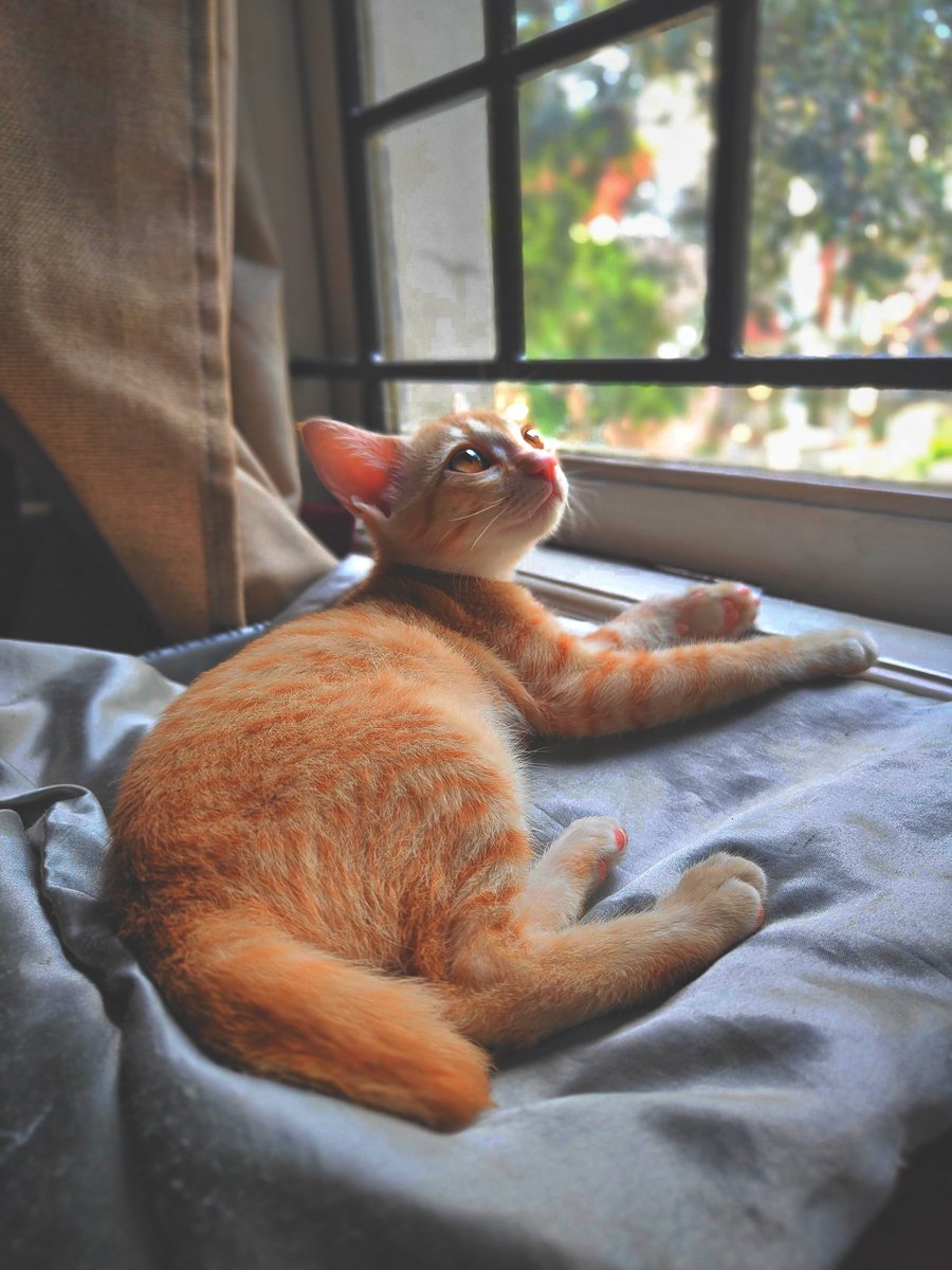 livetime_fe's tweet photo. #SixFive #JangriTheSixFiveCat https://t.co/0uRy1oBR34