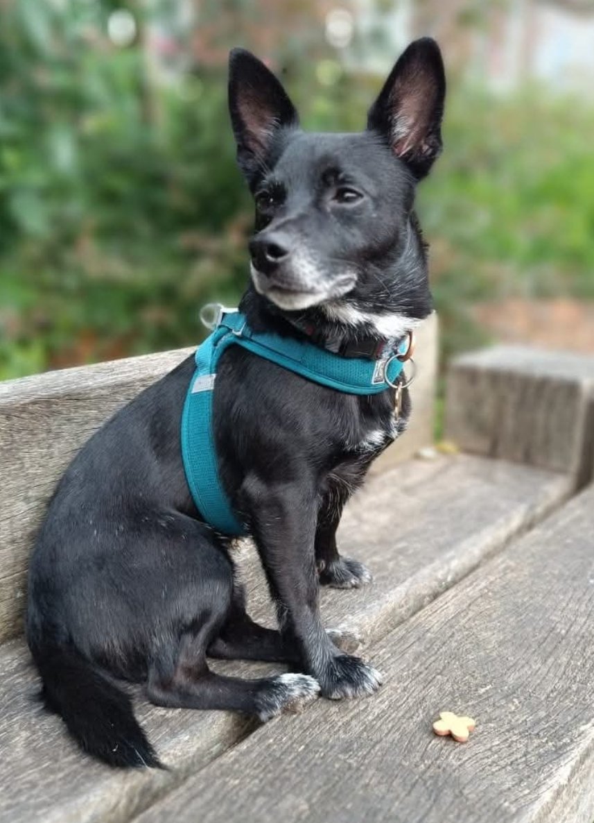 Missing Pets GB tweet media