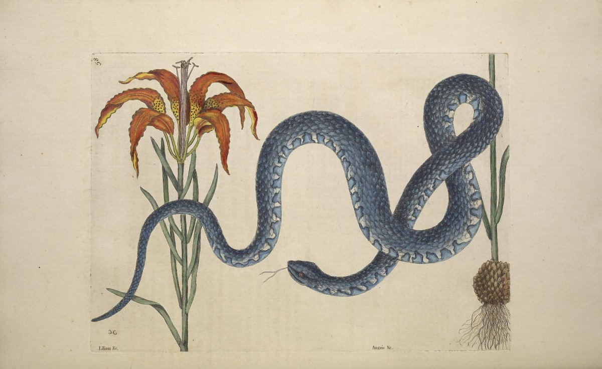 English naturalist Mark Catesby was born #OTD 1683.

Catesby spent years in N America studying and collecting the wildlife, eventually producing the first major account of nature in the region.

This included the first European description of the ivory-billed woodpecker.

(📸BHL)