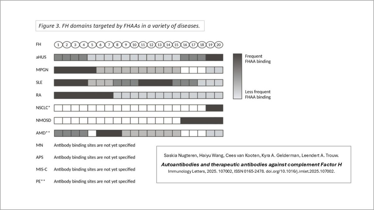 aHUSAllianceAct's tweet photo. Factor H #autoantibodies: FHAAs have clinical relevance for #aHUS & #MPGN, but also in autoimmune diseases such as #RA, #lupus, #NMOSD, and many other conditions such as #preeclampsia & cancer. https://t.co/CocyaSqo6I Key section: ‘Methods to measure factor H autoantibodies’ https://t.co/NLKs1zuPlo