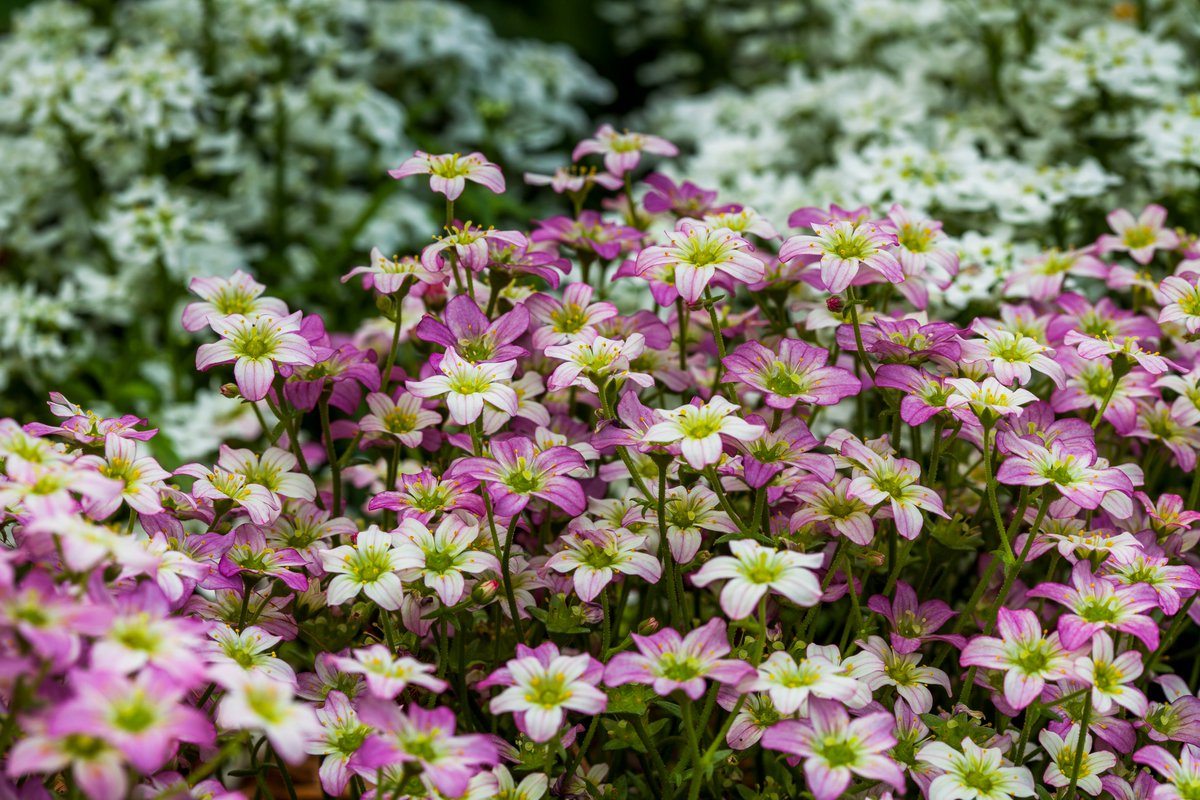 MetrolinaGreenhouses tweet media