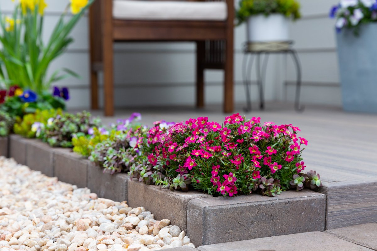 MetrolinaGreenhouses (@metrolinaghs) on Twitter photo #Saxifraga (mossy rockfoil) is a great option to add to your gardens. They carpet large areas well and add height with their taller blooms. You can plant in containers or along borders in your garden beds. Find Saxifraga at retailers near you! (ALT for care) #Saxifraga (mossy rockfoil) is a great option to add to your gardens. They carpet large areas well and add height with their taller blooms. You can plant in containers or along borders in your garden beds. Find Saxifraga at retailers near you! (ALT for care)