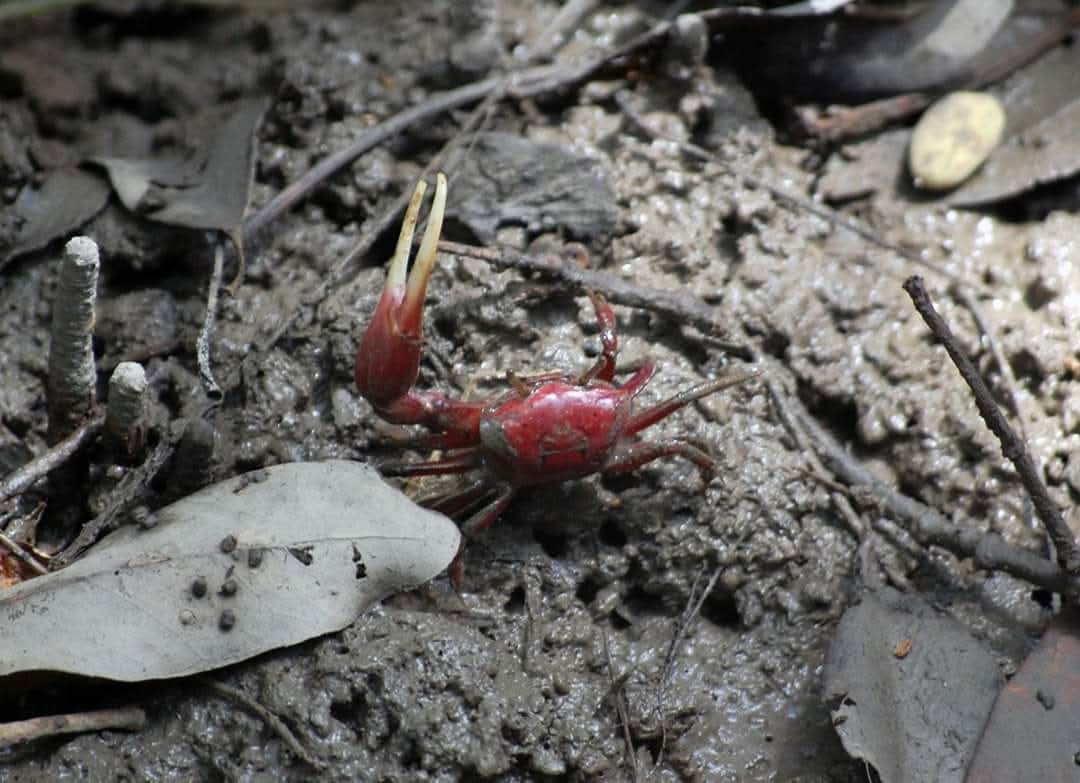 Un estudio liderado por Mariana V. Capparelli, investigadora de Ikiam, analiza la diversidad de los cangrejos violinistas (familia Ocypodidae) y revela que la costa de Ecuador y las Islas Galápagos son un verdadero paraíso para la especie, con la mayor biodiversidad del mundo.