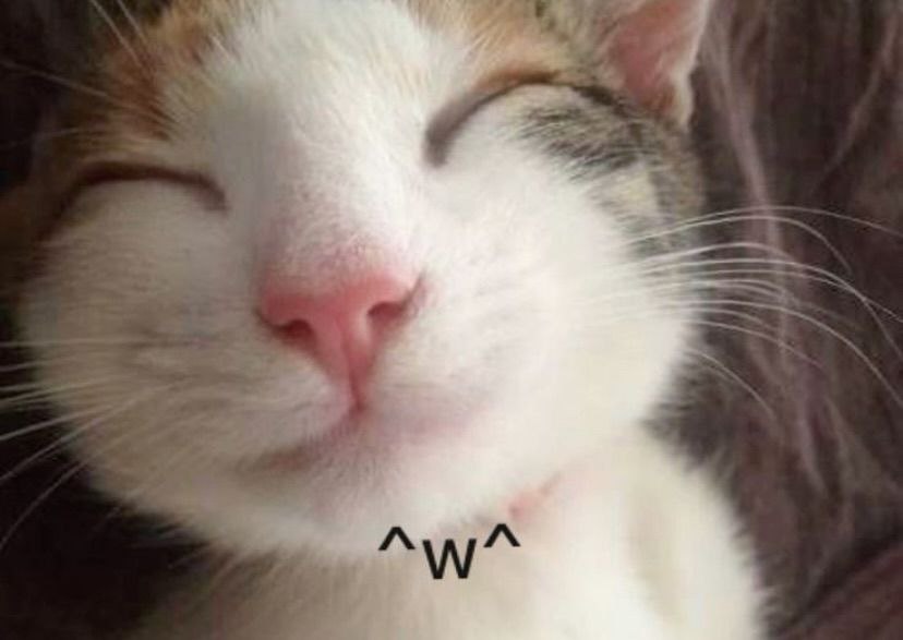 PunchingCat's tweet image.