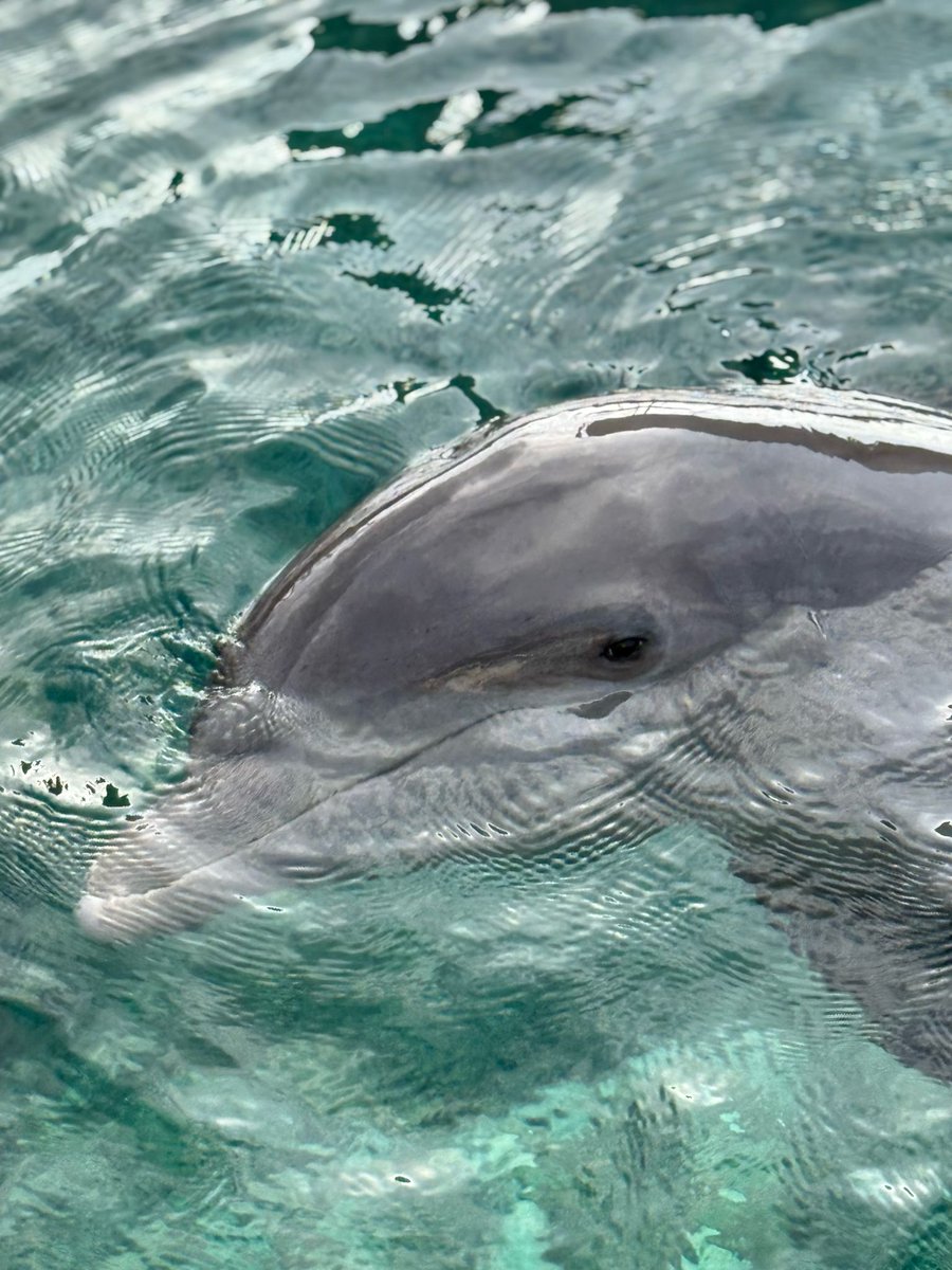 I have not tweeted in a while because of the current situation with $XCHNG and the lack of news which has taken the "fun" away for me.

Currently abroad with my family for my sons dolphin therapy and staying away from the screens and negativity.

Though things are a mess atm and