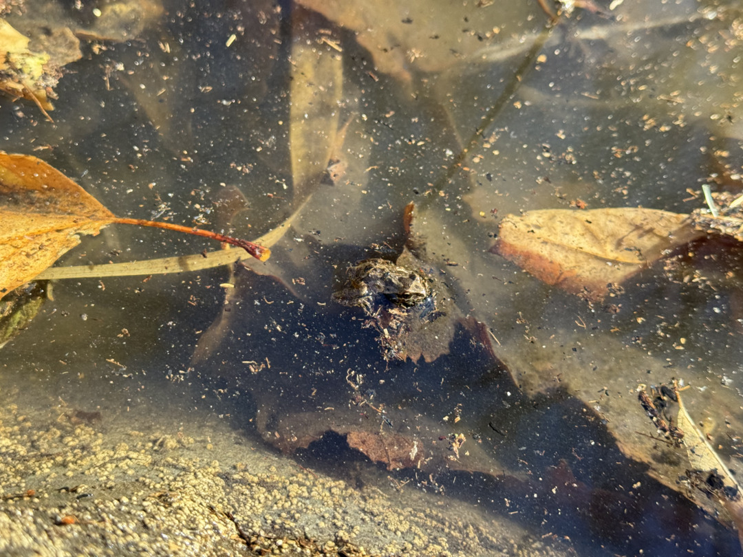 Seeing pacific tree frogs occupying Topanga Creek even after the fires proves how resilient local wildlife can be.💪

Continue to follow your RCDSMM for updates on how wildlife is beginning to recover in the wake of fires earlier this year. 🌎