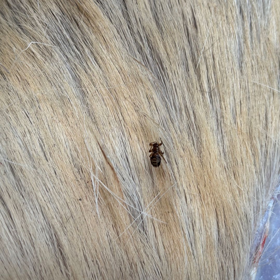 DSC Top Tip!

Being able to notice and identify any pests or parasites on a deer is vital, not only for the carcass inspection but for your own health and safety!
Any ideas what this creepy critter is?