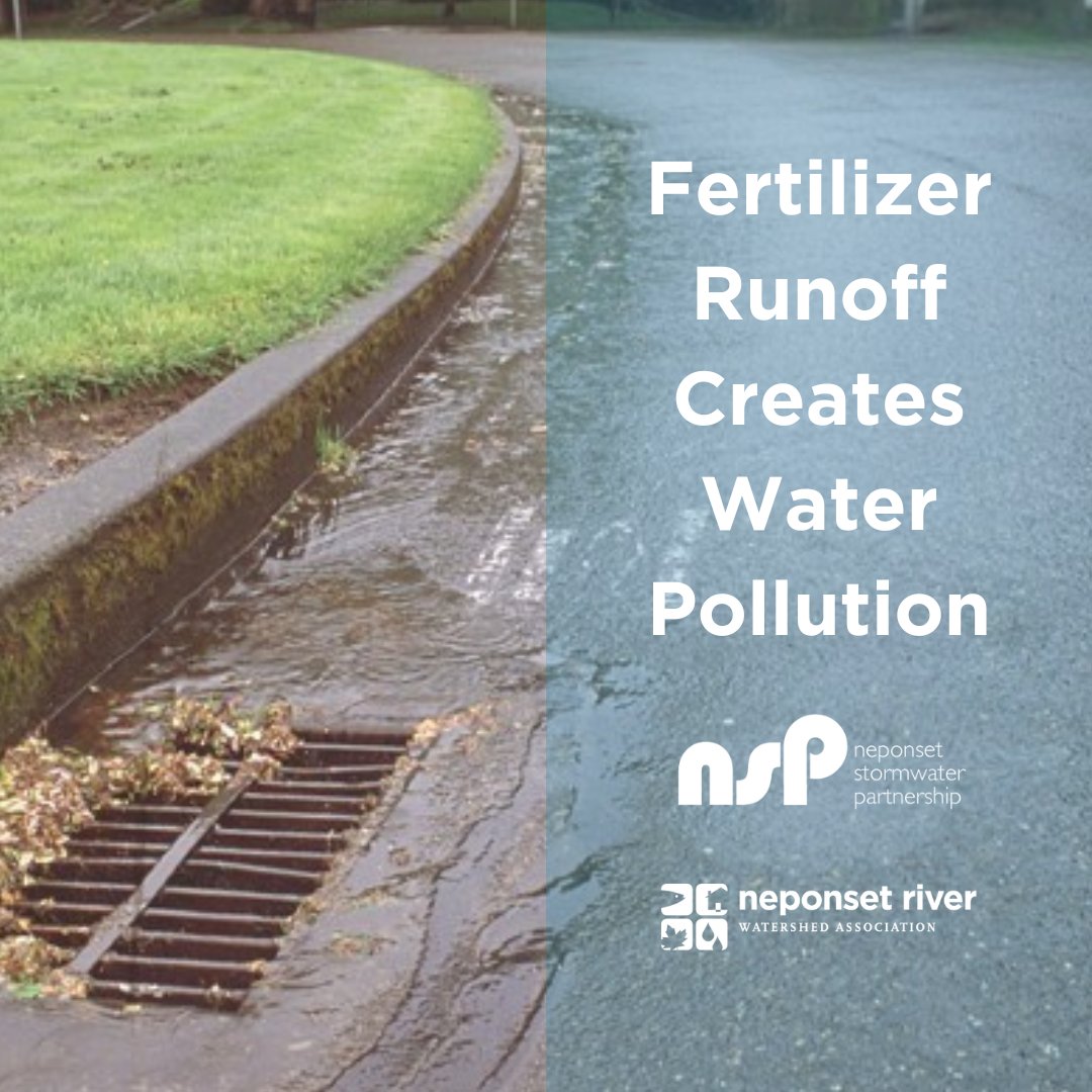 Rain washes excess fertilizer into storm drains, polluting our waterways causing harmful algae blooms that put aquatic life at risk. 

🌱 Compost for natural nutrients
🌱  Mulch leaves 
🌱  Grasscycle - for a healthier lawn
🌱  Plant natives!

 yourcleanwater.org/lawn/