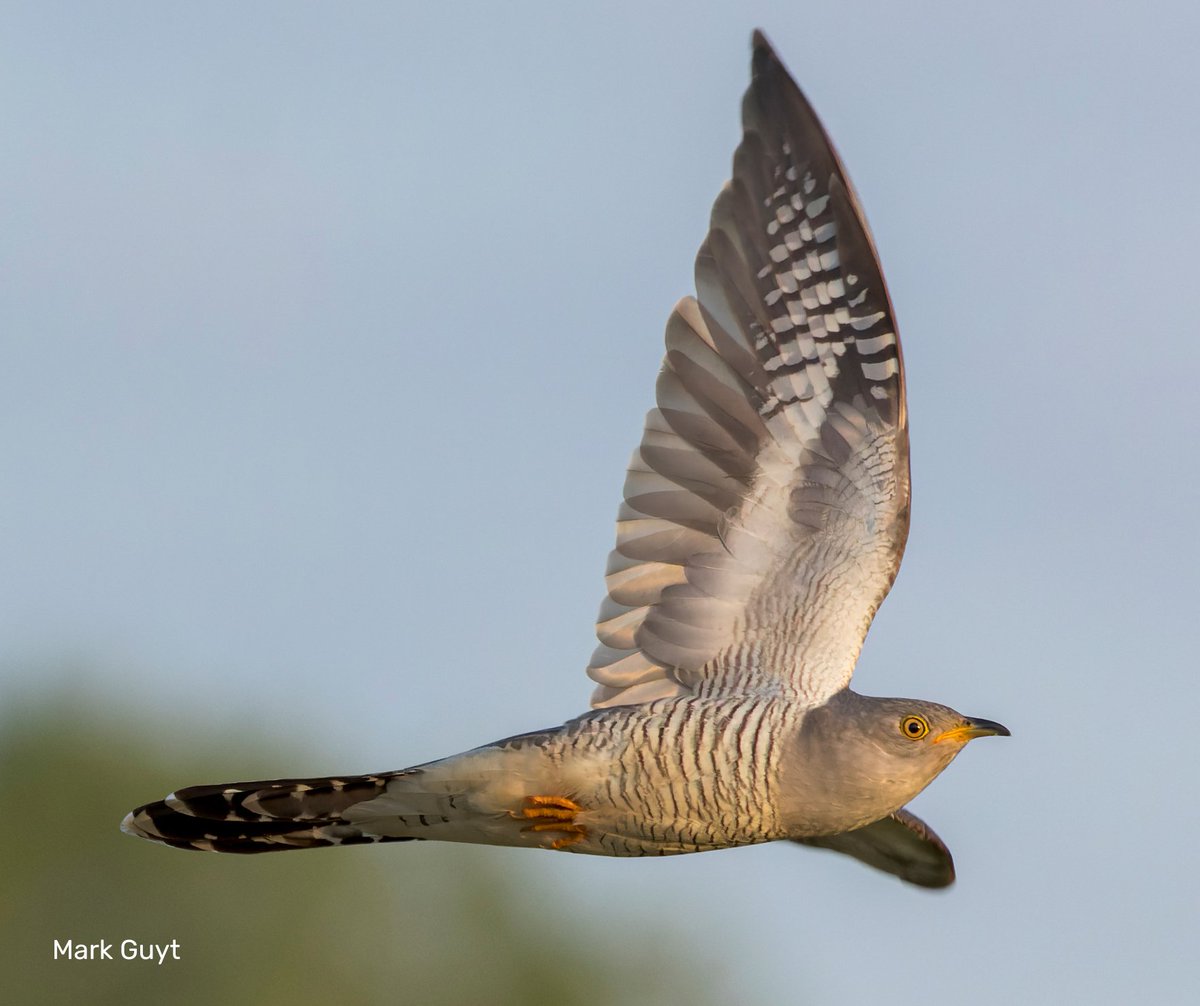 Did you know you can stay up to date with our work across various social media platforms. 

Follow us on : 
Bluesky &amp; Instagram - @SuffolkWildlife
Facebook - @SuffolkWildlifeTrust

And stay up to date with our blogs and news on our website.
Follow us 🦋bsky.app/profile/suffol…