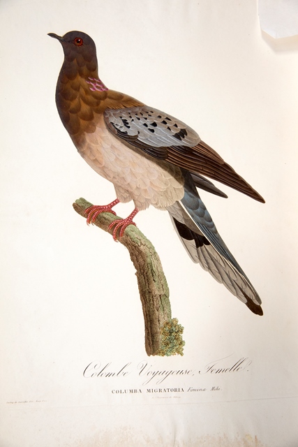 Zoologist Coenraad Jacob Temminck was born #OTD in 1778. He provided the text for the first volume of "Les pigeons par Madame Knip, née Pauline de Courcelles". - 2e éd. The volume contains these images of male and female passenger pigeons, sadly now extinct. 
#WomensArt