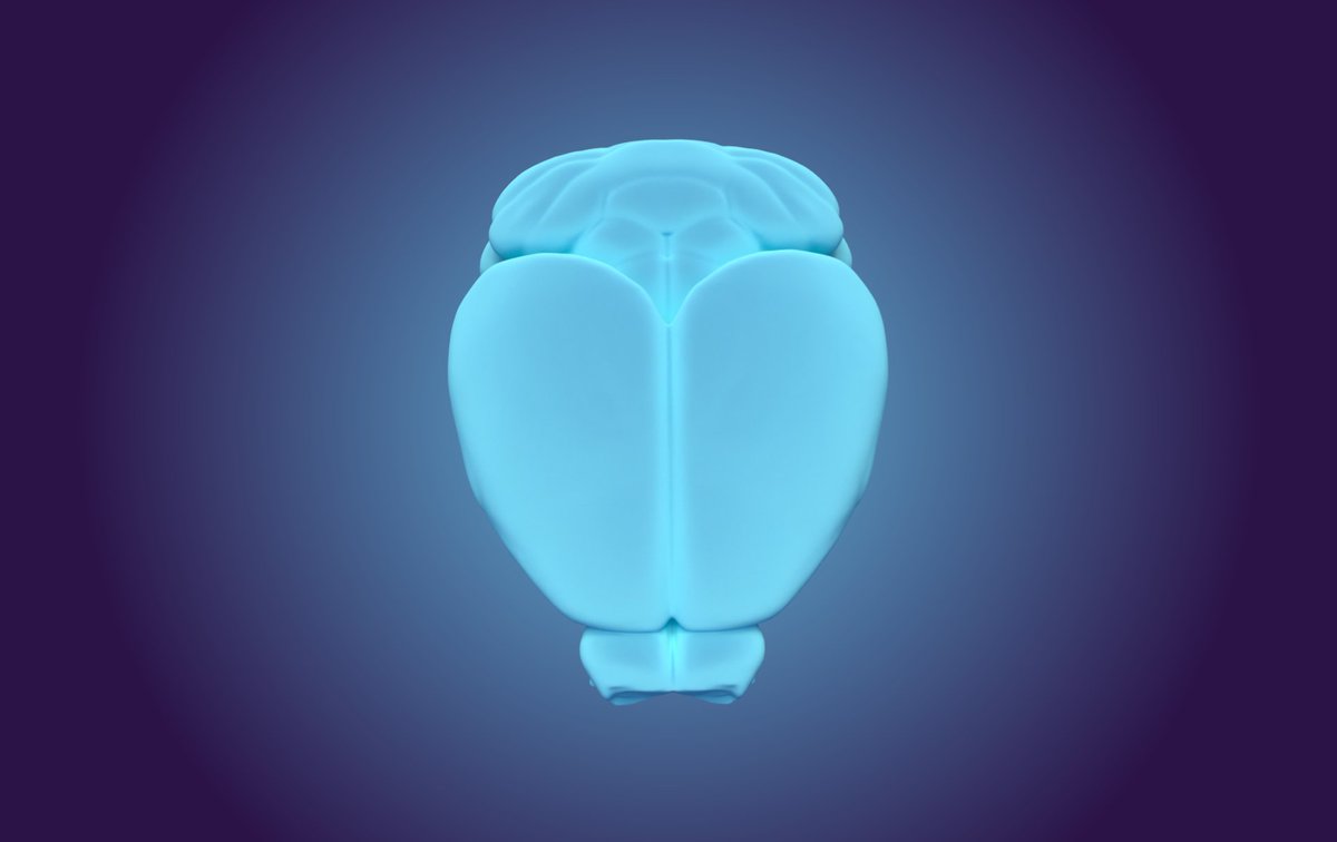 Venture into the hippocampus: pyr.ai