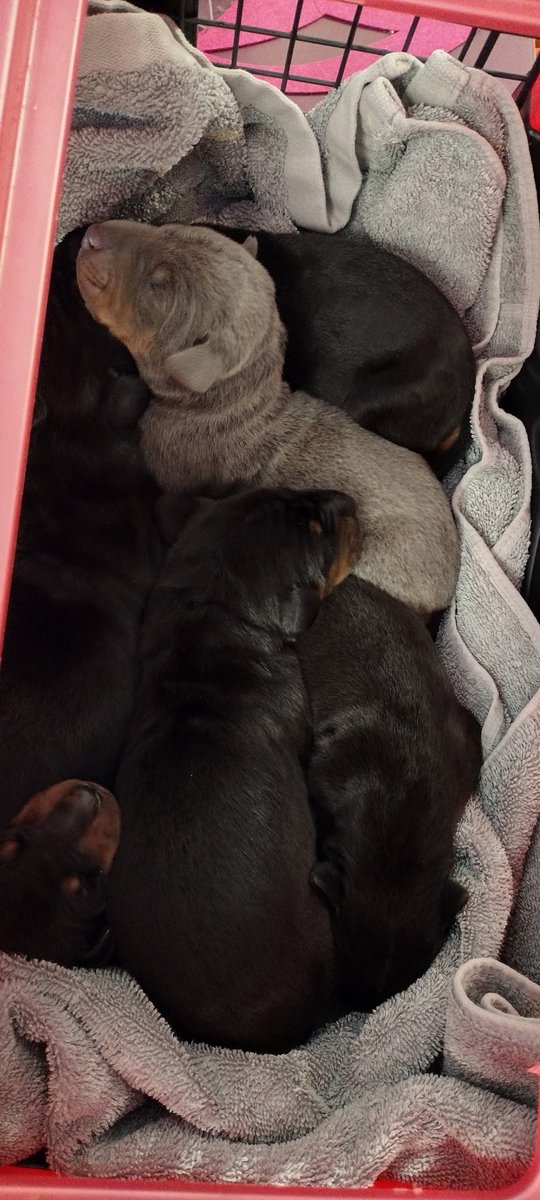 a bushel of baby dobies for your timeline 🩷