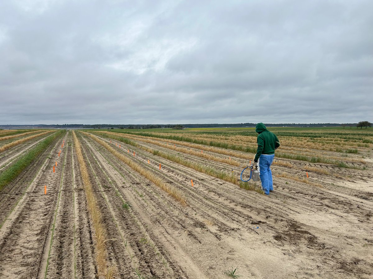 Green onion herbicide trial in Columbia