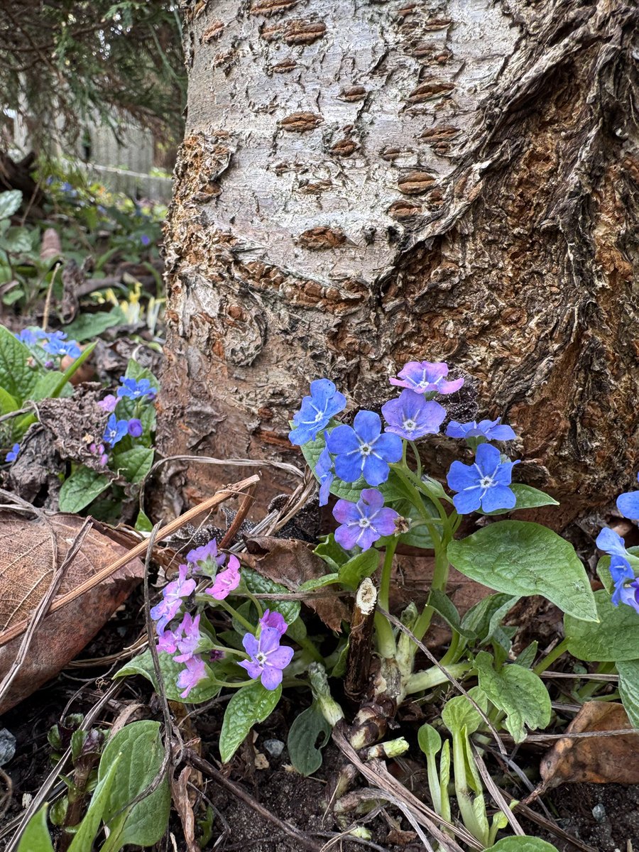 Знаете, как называется растение?
Пупочник ползучий🙈
Надо наверное какой-то прям определенный склад ума иметь, чтоб такие названия давать