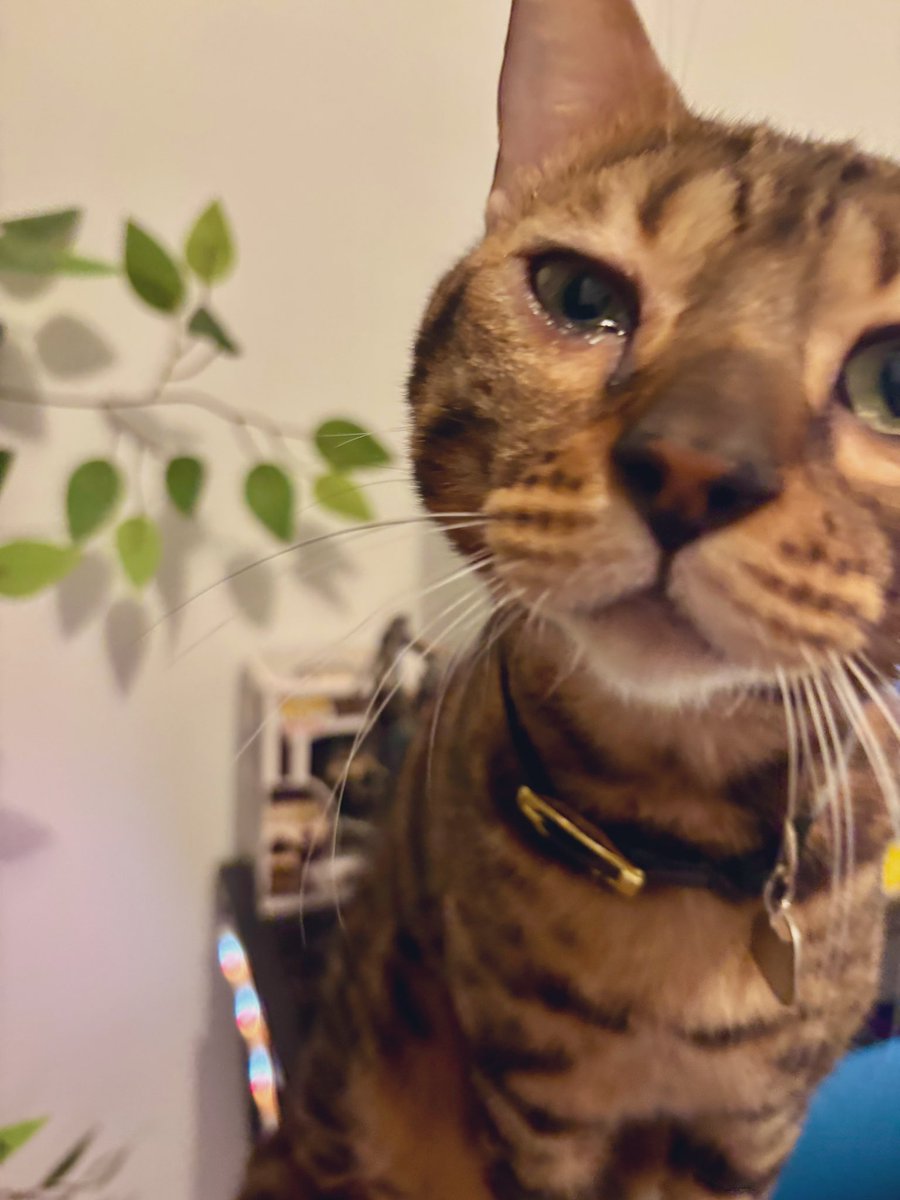 Lee_Vellian's tweet image. 😿 #catsofworld #CatsOnX #catlover