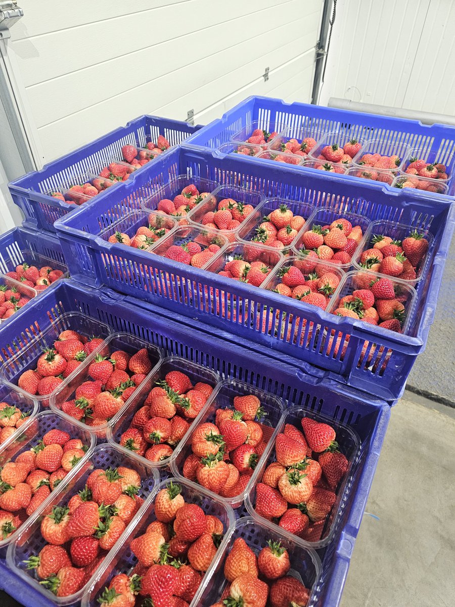 It's the start of another Scottish fruit season. First pick of strawberries today. Everything crossed for a successful season