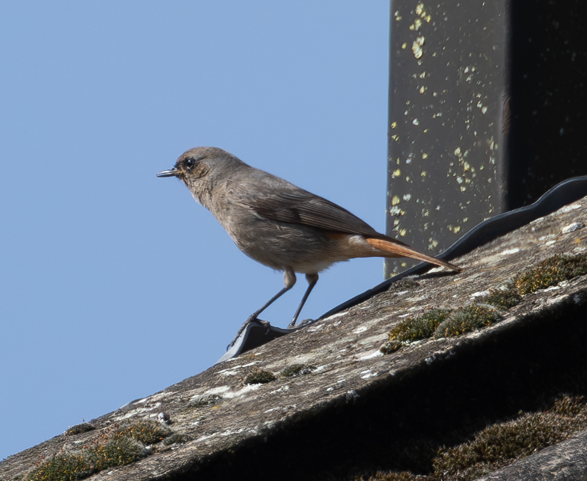 Black Redstart - Swilly Ings this am - spotted by better eyes than mine!