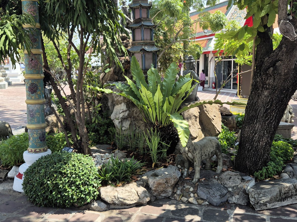 CraigGarden's tweet photo. The Temple Gardens of Bangkok
I’m just back from a truly amazing holiday in Thailand. We visited the temples and their gardens and discovered that the lotus plant symbolises purity, enlightenment and spiritual awakening for the Thai people. https://t.co/zbTnhvZLja
