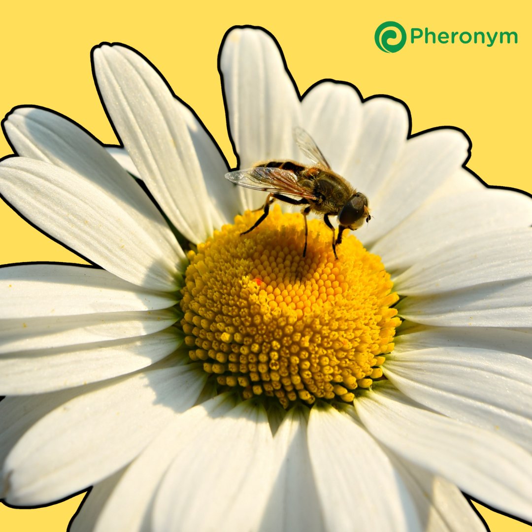 "Summer is around the corner, and while a hotter summer may seem just a little uncomfortable, heat stressed plants can affect the #honeybee life cycle! 🐝☀️ 

Insects play a vital role in our #foodsystem - learn more 🐝 ow.ly/XQHT50VnFZJ

#foodsecurity #climatechange