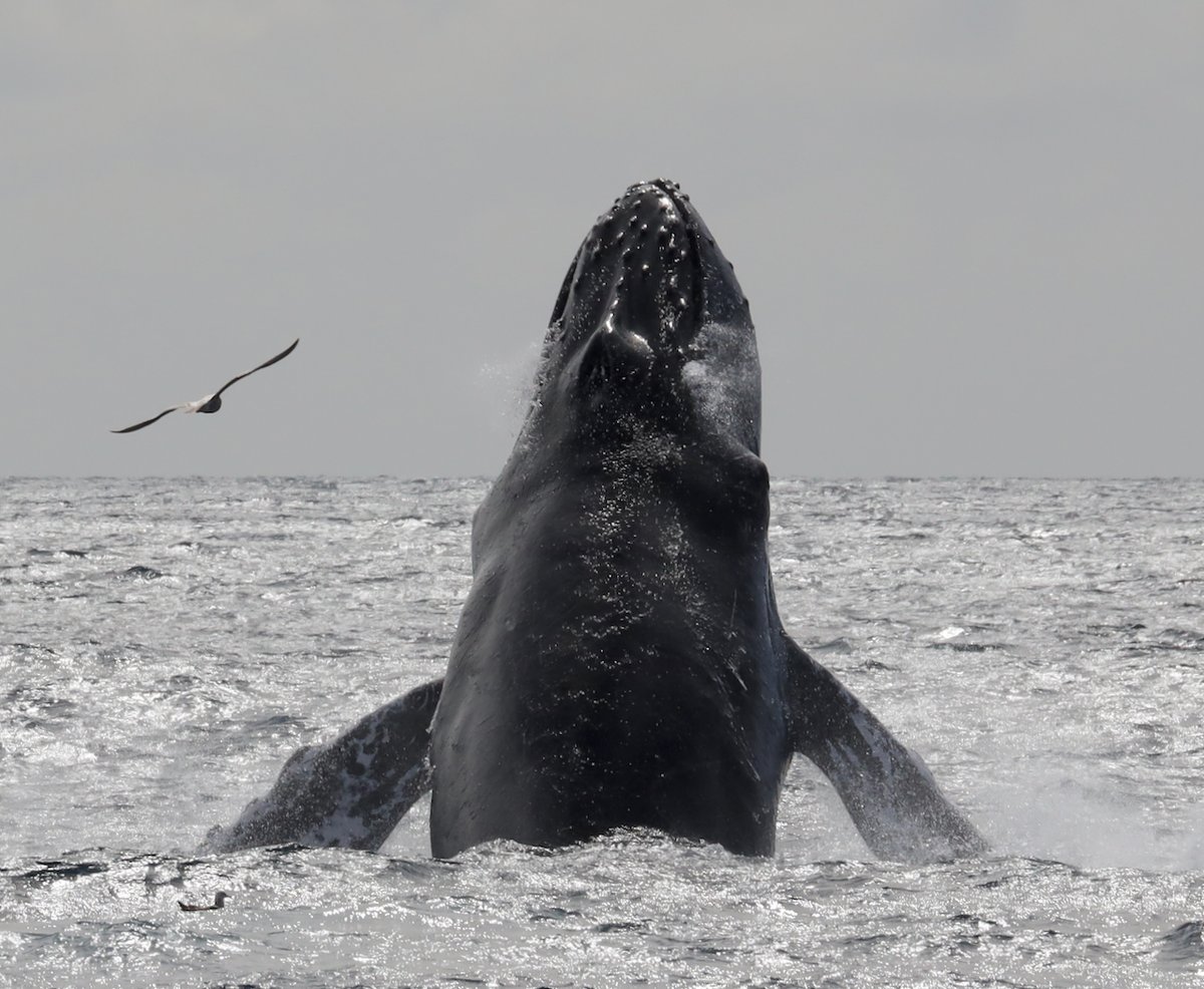 "Join Our Webinar Tomorrow - Don’t Miss Out!"! Do you want to discover the magic of Marine Life in Baja? We have Marc Webber as our March Speaker on "Baja in Spring – An Extravaganza of Marine Life" Tuesday, March 25, 20257:00 PM 8:30 PM REGISTER NOW: bit.ly/acs-sfbay-Marc…